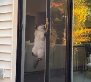 Questo gattino Ragdoll è talmente abile e furtivo che potrebbe quasi essere un vero 007