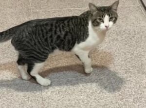 Questo gatto decide di essere solidale quando vede che il fratello cane ha problemi a camminare