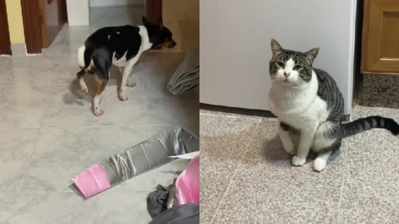 gatto zoppica per essere solidale con cane