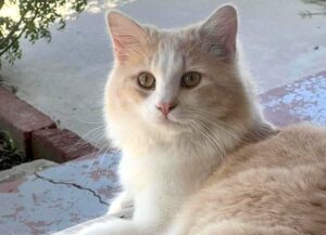 Questo gatto viene viziato davvero tanto, infatti ama riposarsi solo nei posti più soffici di casa