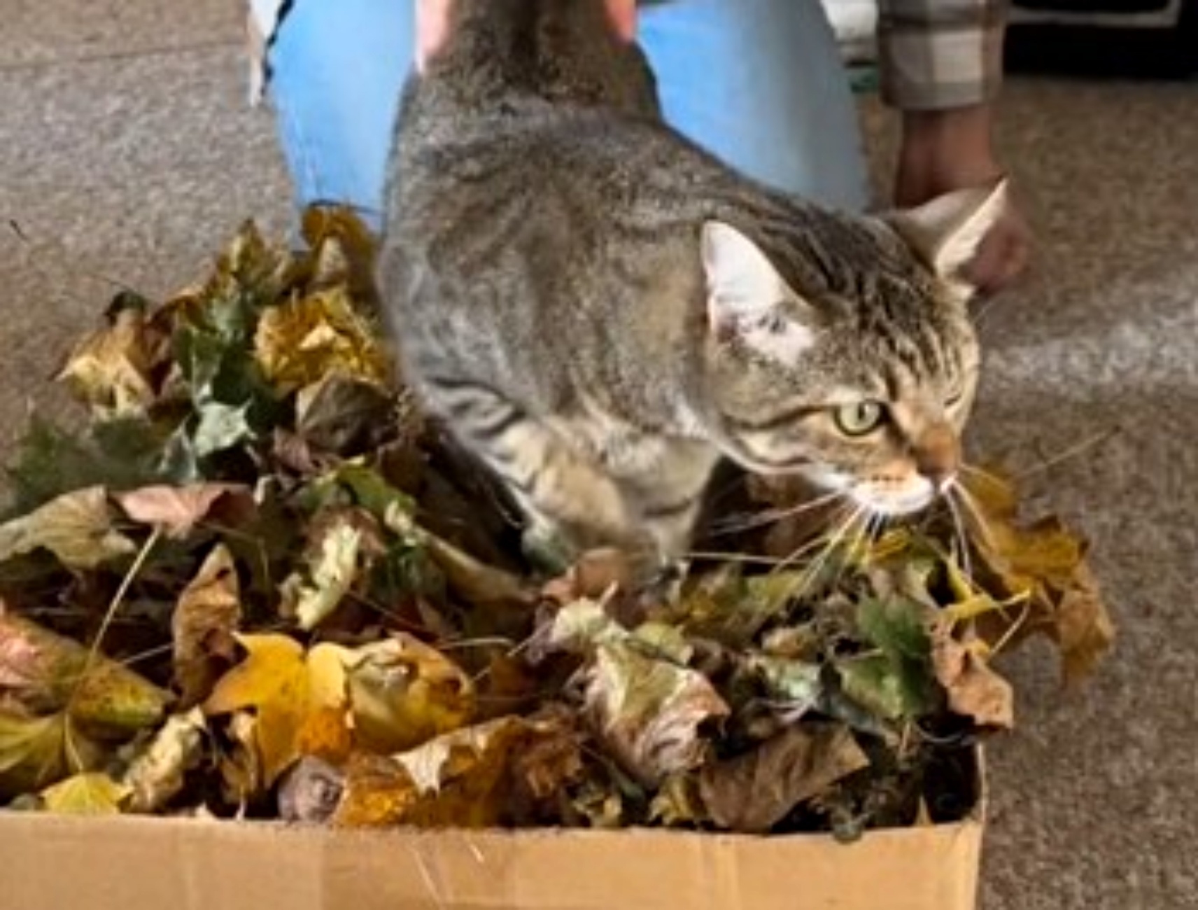 gatti domestici e foglie secche