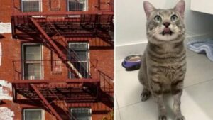 Un gatto intelligente si salva correndo nell’appartamento di una donna durante un incendio in un edificio