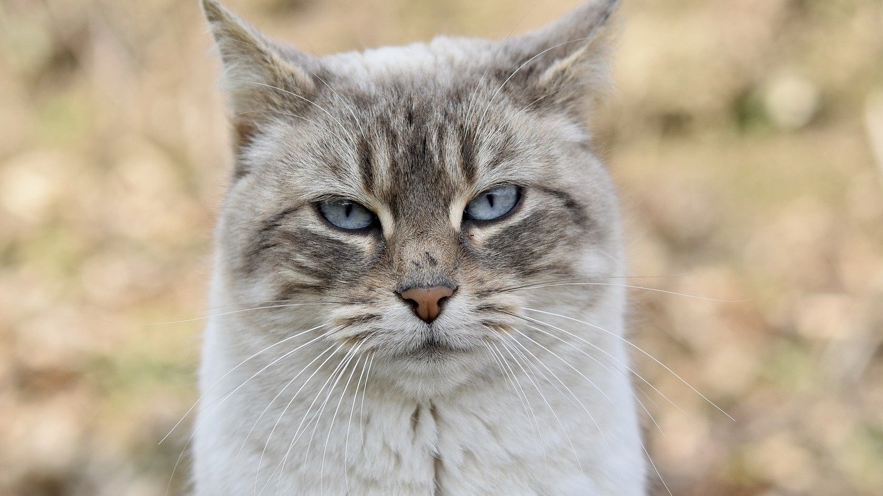 i gatti e l'equivoco più diffuso