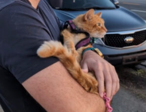 Strappalacrime: questo è il momento in cui il padrone porta il gatto terminale a vedere il suo ultimo tramonto