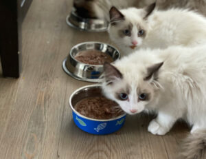 Ti sei mai chiesto se esiste un momento della giornata che il tuo gatto preferisce per mangiare?