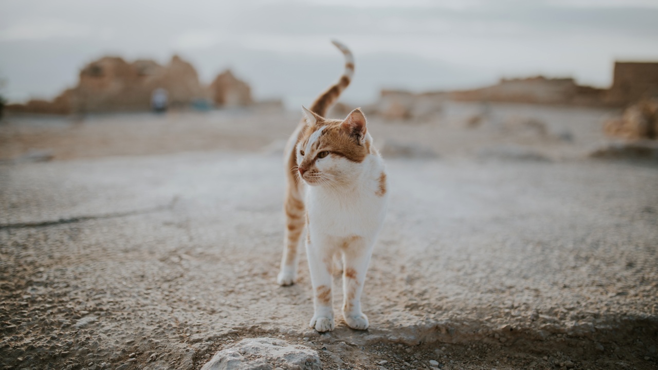 gatto lascia zampino su brocca di 1.200 anni