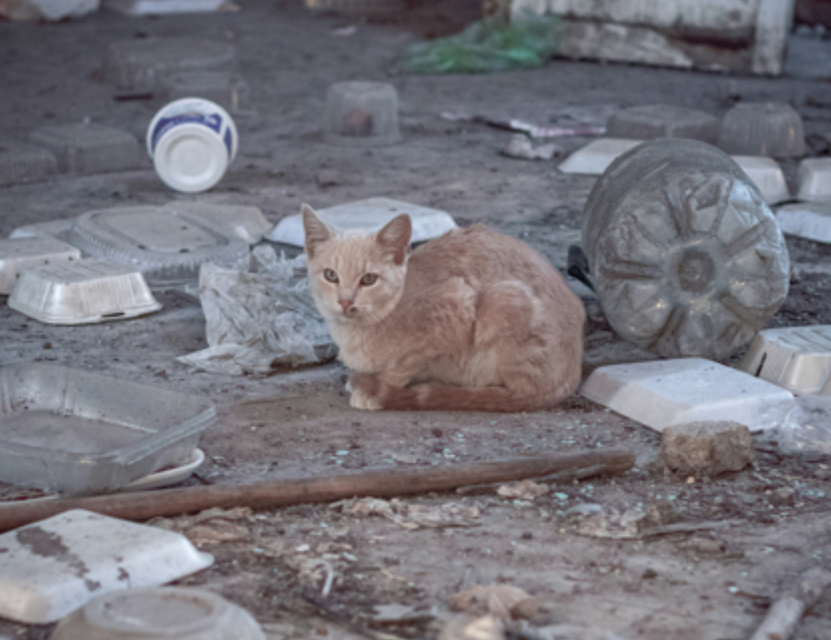 Gatto in strada