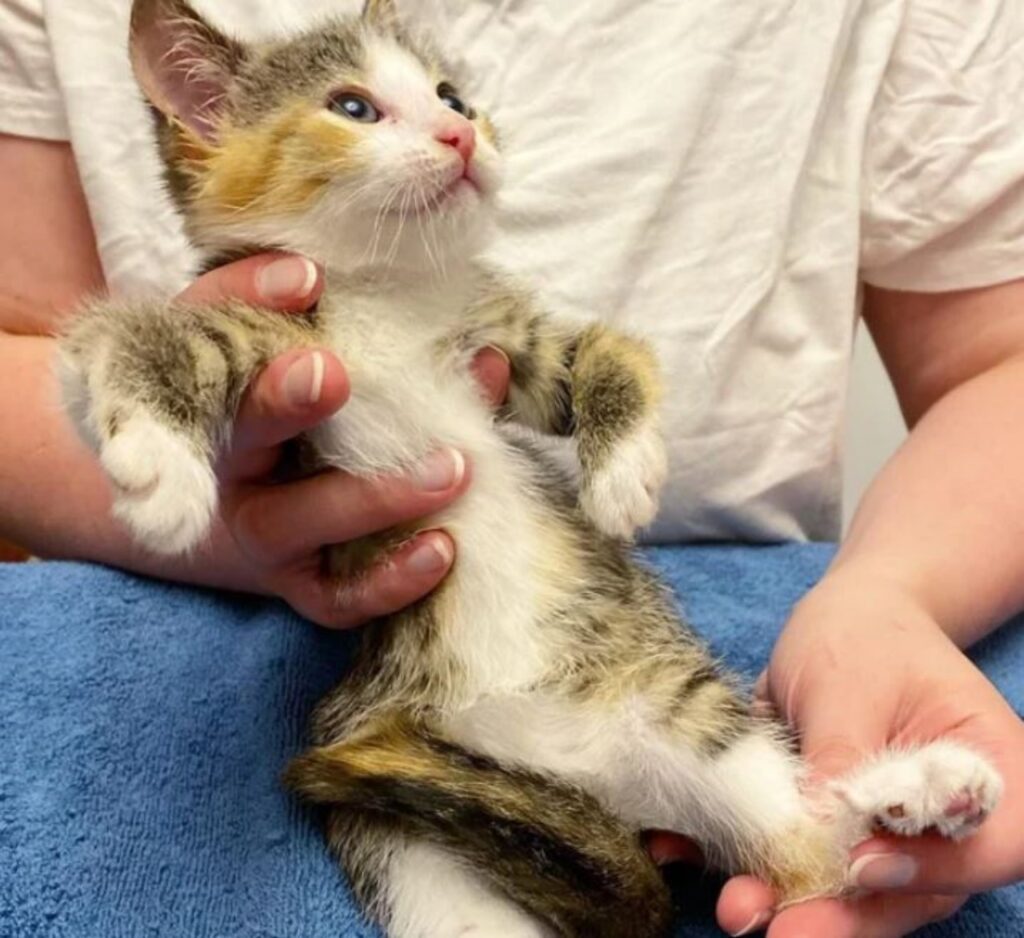 un gattino di nome Bottine