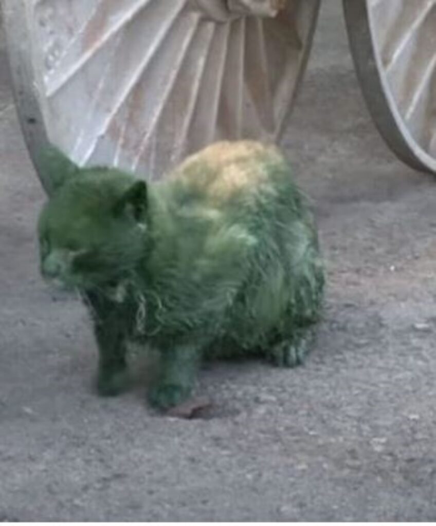 un gatto verde