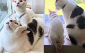 Adottano un gatto che ha aspettato più di un anno, poi decidono di prendergli un gattino: la decisione migliore di sempre