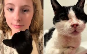 Il destino ha inviato a questa donna uno dei gatti randagi più strani che potessero essere avvistati (VIDEO)