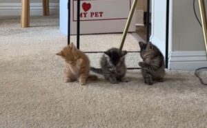 Una scena adorabile: i gattini si “rinfrescano” dopo il pranzo e fanno sciogliere i cuori di tutti (VIDEO)