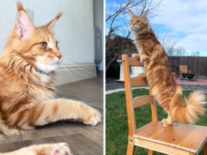 La padrona di questi Maine Coon spiega quali sono le caratteristiche più incantevoli di questa razza (e ha ragione)