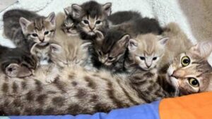 Mamma gatta trova una seconda possibilità e inizia un’avventura che cambierà il corso della vita dei suoi gattini