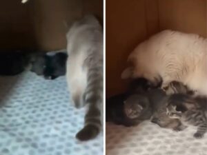 Mamma gatta nota un gattino abbandonato e si scioglie: lo abbraccia in un momento di tenerezza