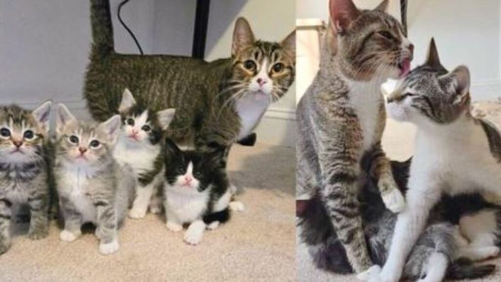 una famiglia di gatti