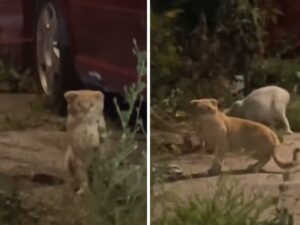 Il gatto arancione randagio guida i soccorritori verso un gruppo di gattini: avevano urgente bisogno di aiuto