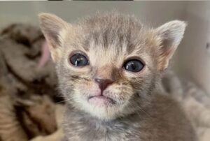 Vede il gattino e se ne innamora: anche se è il più piccolo di tutti, ha il cuore di un leone e una volontà di ferro