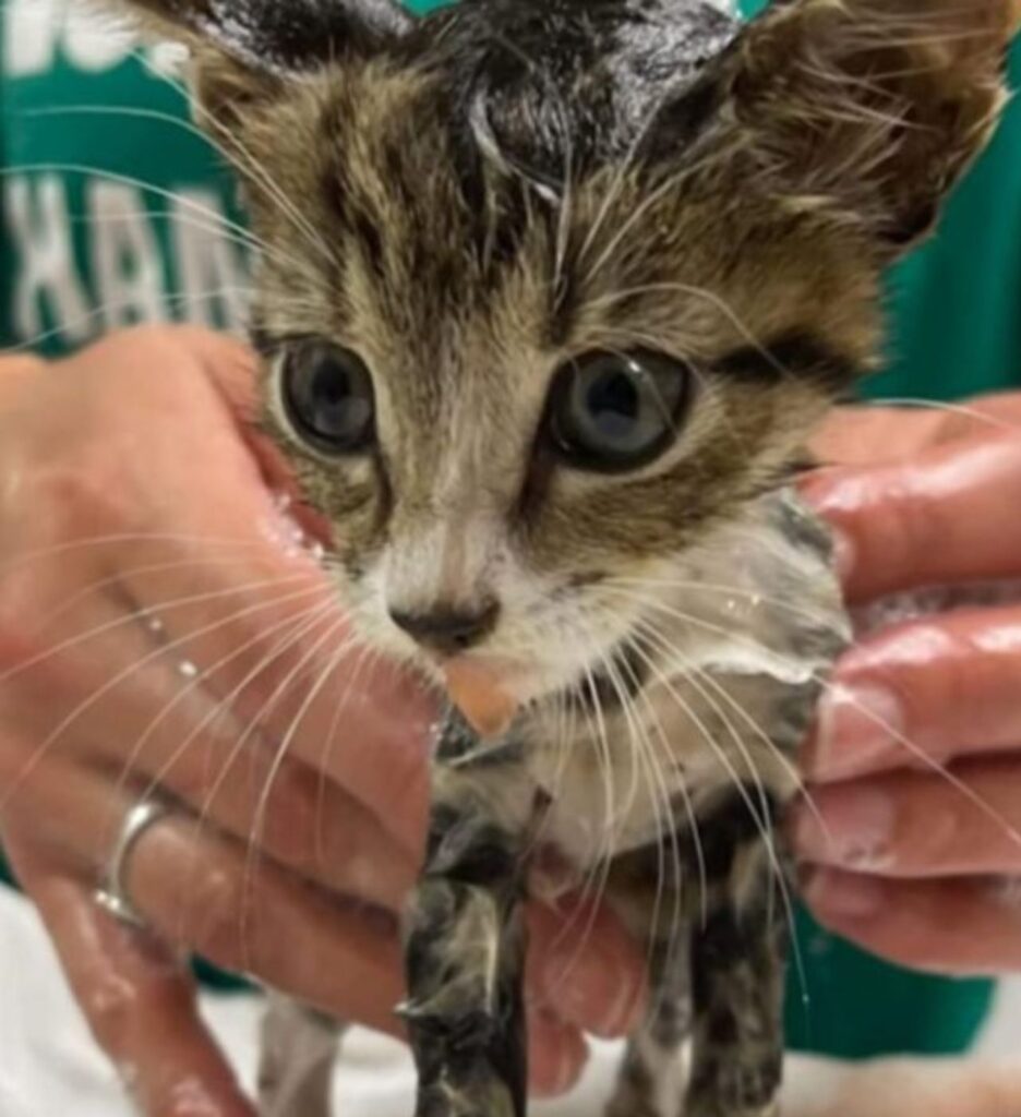 una gattina dal veterinario