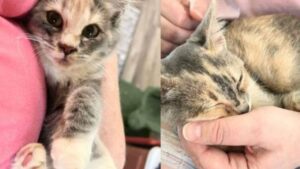 Un soccorritore salva un gattino randagio dalla strada e torna a prendere un altro gatto: sua sorella