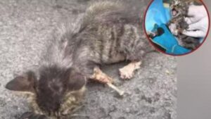 Il gattino coraggioso trova il suo lieto fine dopo essere sopravvissuto a un terribile attacco