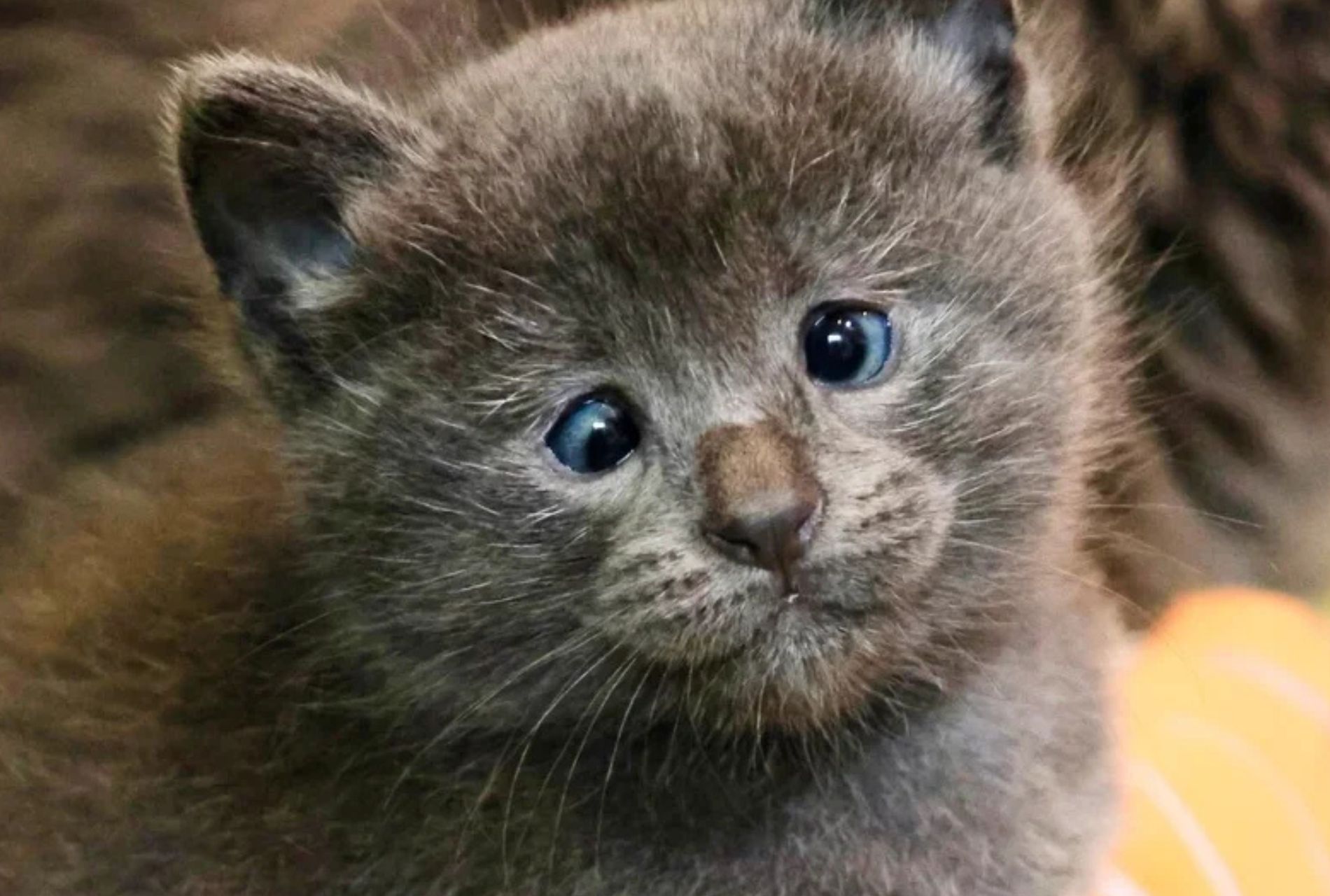 gattino con occhi storti