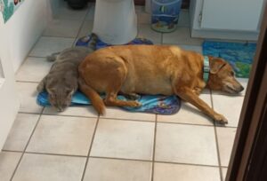 Gattino grigio adotta la proprietaria di tre cani