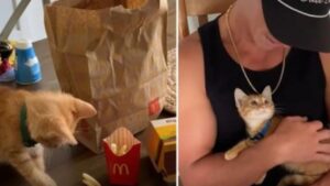 Il musicista va al McDonald: non immaginava certo che oltre a un panino avrebbe portato via anche un gatto