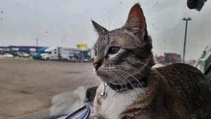 La vita di questo gatto è cambiata radicalmente quando una coppia l’ha incontrato in un parcheggio