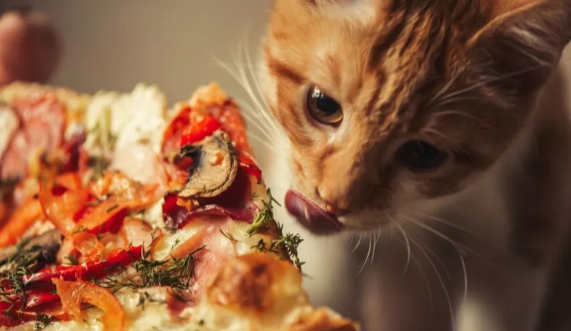 gatto e pizza