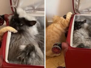 I gatti Maine Coon mostrano delle abilità a nascondino da far impallidire anche i giocatori più esperti