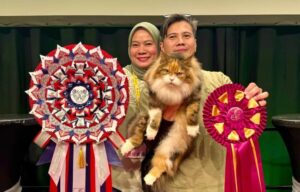 Gatto randagio della Malesia partecipa a un concorso di bellezza in Norvegia