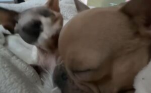 Il gatto è “schiavo” del Bulldog Francese: non può permettersi di smettere di baciarlo, neanche per un secondo (VIDEO)