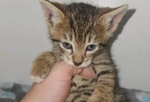 Gatto su un albero alto 12 metri si lancia e viene preso al volo