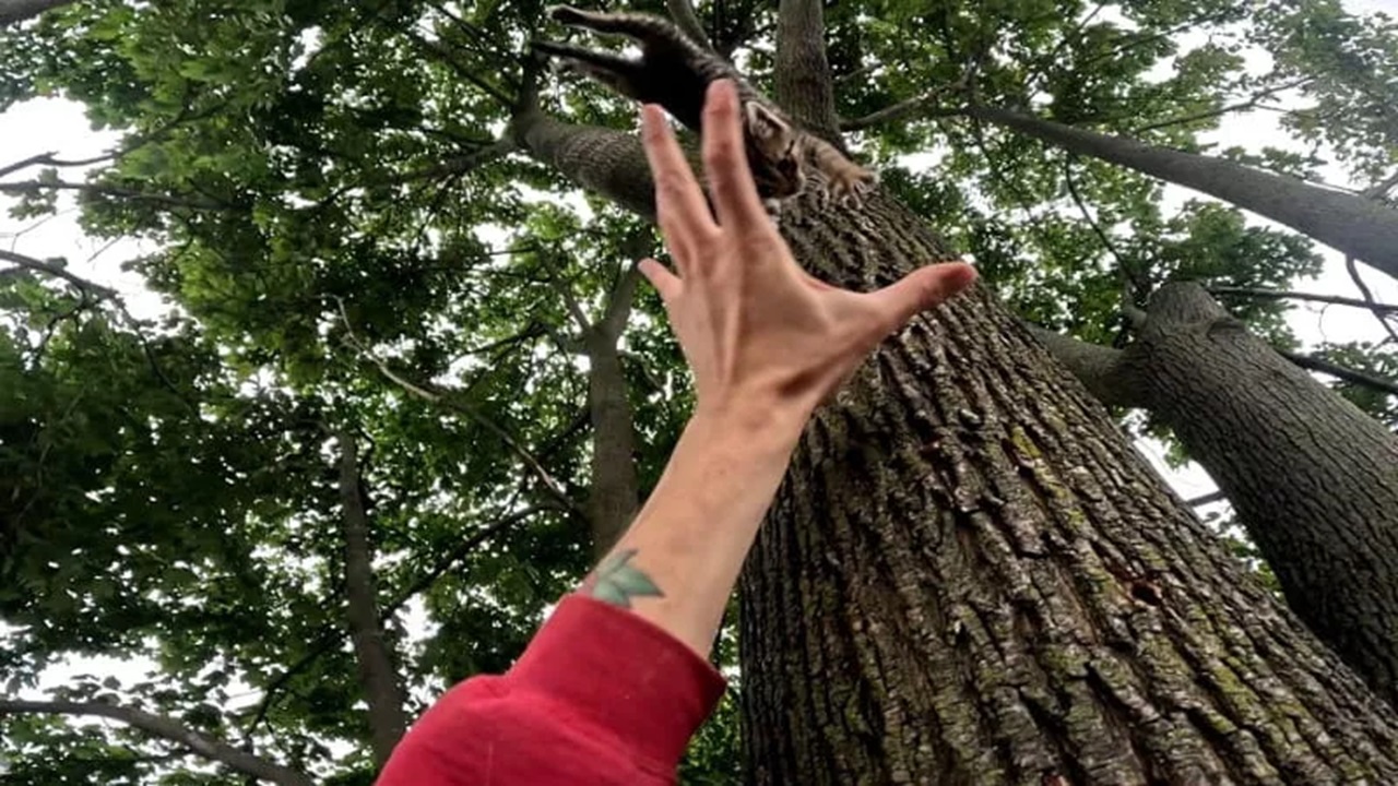 Gatto su un albero