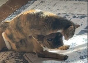 Gatto tartarugato cerca di “far fuori” il suo fratello Bulldog francese