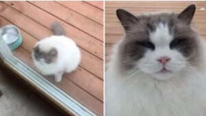 Il meraviglioso Ragdoll arriva alla porta di una famiglia: era così splendido che non credevano che non avesse una casa