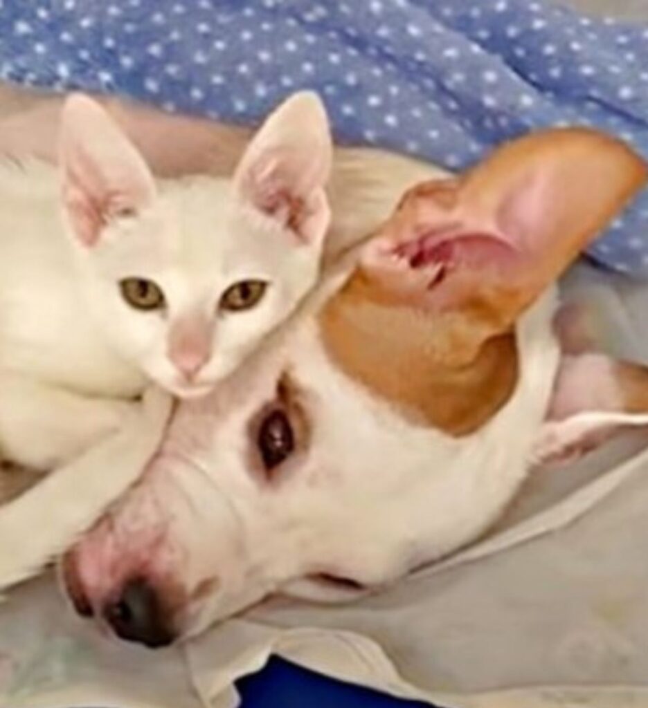 un cagnolino con un gatto