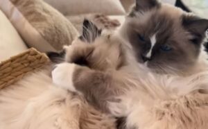 Il proprietario del gatto Ragdoll decide di prendere un gattino, ma le cose vanno in modo imprevisto