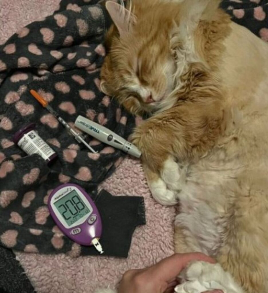 un gatto diabetico