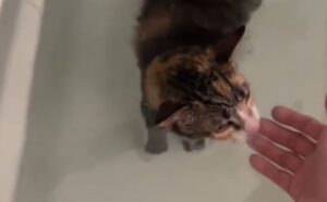 La donna lascia il gatto al suo fidanzato: non si immaginava di certo i video che le ha inviato (VIDEO)