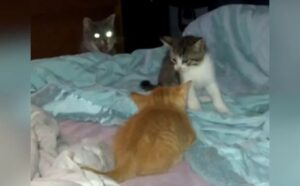 Il modo di mamma gatta di disciplinare i suoi gattini fa capire che sì, la maternità è uguale per tutti le creature del mondo (VIDEO)