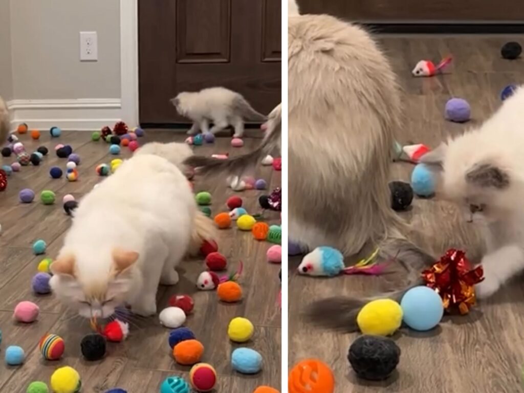 I gattini Ragdoll vengono portati in una stanza piena di giocattoli colorati: è un momento di pura gioia