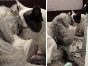 Il Gatto Siberiano e il Bulldog Francese vivono i loro momenti più teneri proprio quando nessuno li guarda