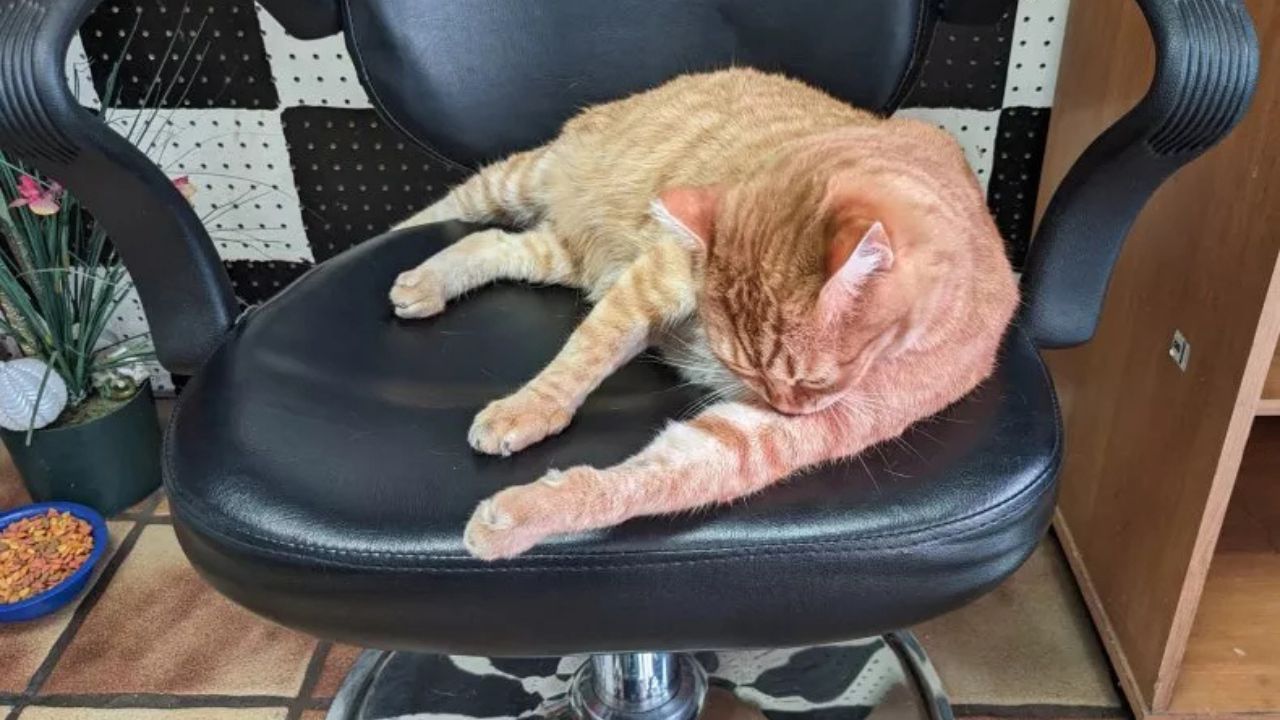 gatto arancio