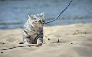 Questo gatto visita una spiaggia e si fa subito un’idea di quale dovrebbe essere il rapporto con la sabbia (VIDEO)