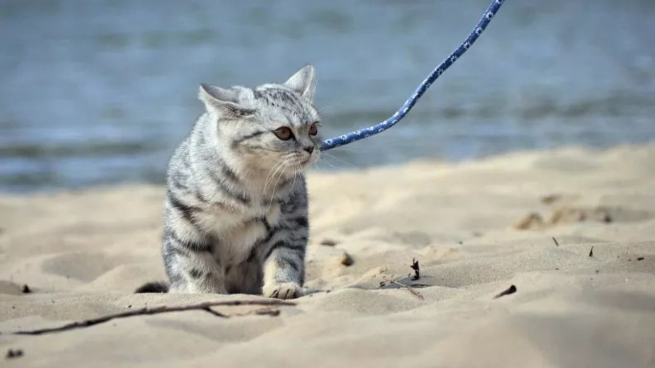 gattino in spiaggia