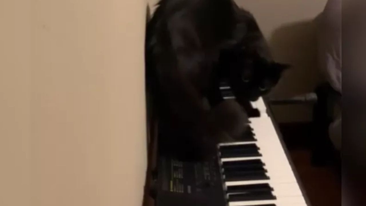 gatto sul piano