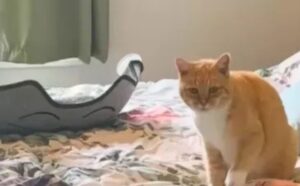 Il gatto che ha passato tutta la sua vita all’aperto fa una cosa divertente quando entra in casa (VIDEO)