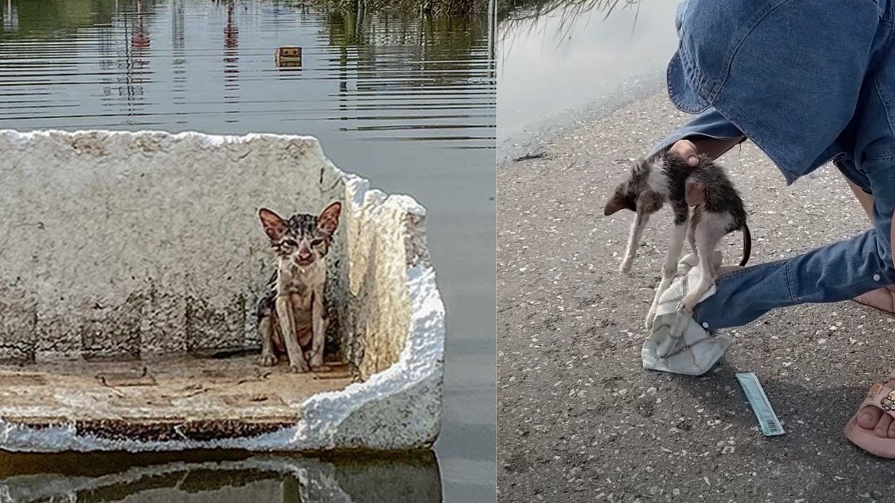 Gatto salvato dall'alluvione